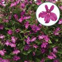 Afbeelding van Lobelia P12 Magenta